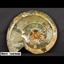Ammonite svuota tasche