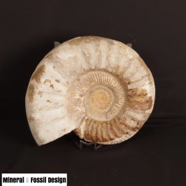 Ammonite with Shell